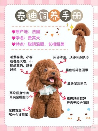 两个月泰迪狗狗怎么养，（两个月泰迪幼犬喂养注意事项）