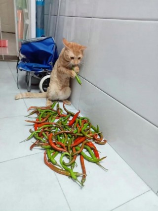 猫咪可以吃辣吗，猫咪可以吃辣的东西吗？