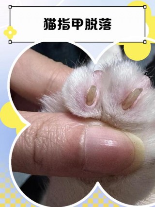 猫咪指甲掉了怎么办？猫咪指甲整个掉了（最新）