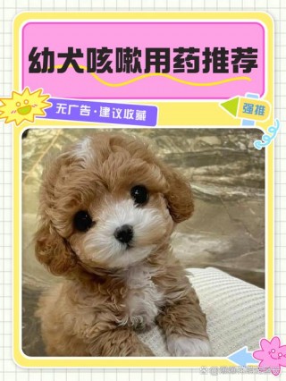 狗狗感冒咳嗽吃什么药，狗狗咳嗽厉害吃什么药管用？