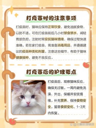 猫咪打疫苗需要注意什么，猫打疫苗注意点？