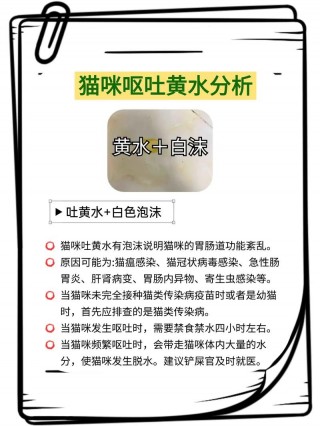 猫咪吐了黄水怎么回事？猫咪吐了黄水怎么回事吃什么药（最新）