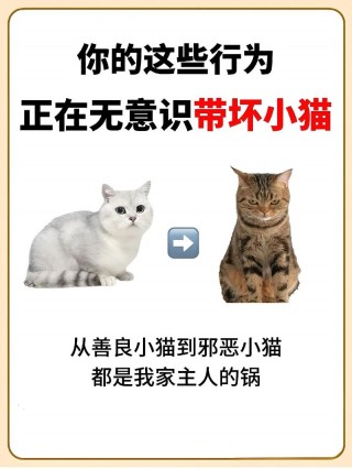 猫咪不听话怎么办，猫咪不听话怎么办最有效,训练时要注意什么?？