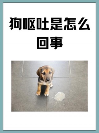 狗狗肠胃炎怎么办，狗狗肠胃炎怎么办最快最有效？