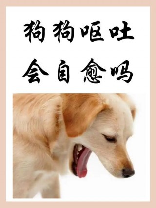 狗狗上吐下泻怎么办，狗狗上吐下泻吃什么药管用？