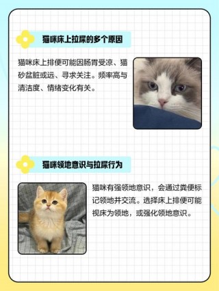 猫咪为什么在床上拉屎，猫拉屎到床上是故意的吗？