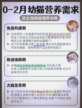 2个月大的猫咪怎么养？两个月大的猫咪怎么养（最新）