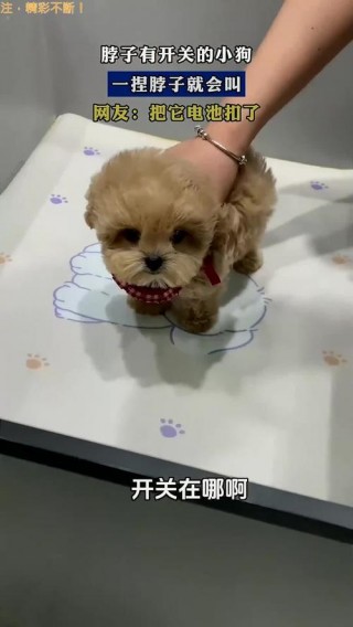 狗狗颈椎病的症状，（狗狗颈椎痛怎么治疗效果好）