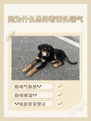 狗狗老伸舌头怎么回事，（狗狗为什么老伸舌头）