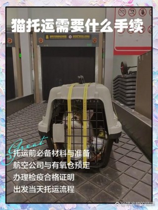 猫咪怎么办理托运？猫咪办理托运需要多久（最新）