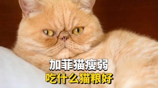 猫咪吃什么发腮，猫咪吃什么发腮增肥？