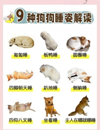 狗狗瞌睡多是什么原因，（狗子瞌睡）