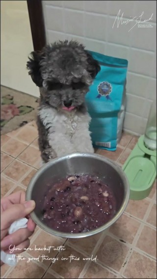 狗狗能吃八宝粥吗？狗子能不能吃八宝粥（最新）