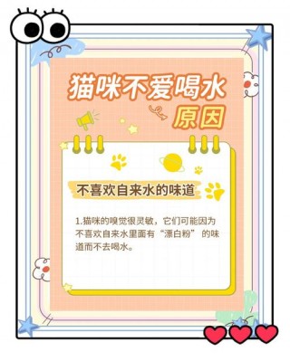 猫咪突然不喝水，（猫咪不爱喝水怎么办）