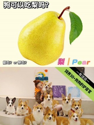 狗狗可以吃生梨吗？狗可以吃梨吗吗（最新）