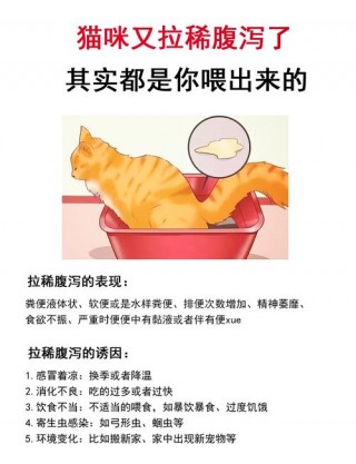 猫咪拉肚子怎么办，猫咪拉肚子怎么办精神状态正常？