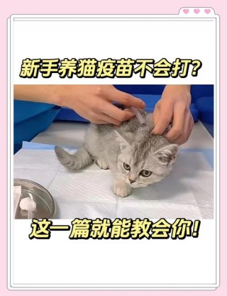 猫咪疫苗在哪里打？猫打疫苗在哪里打（最新）