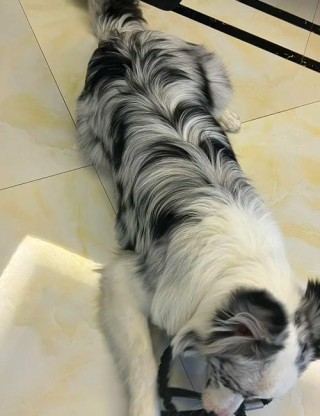 狗狗换胎毛会变色吗，（小狗换胎毛后毛会更漂亮吗）