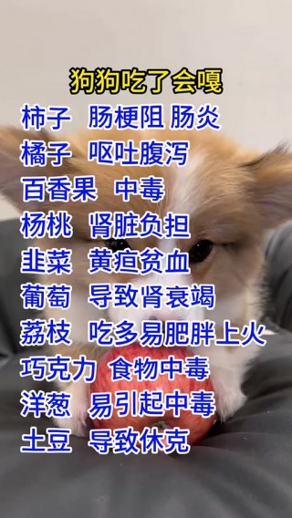 狗狗能吃柿子吗，（狗狗能吃柿子吗有毒吗）