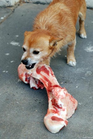 狗狗可以吃鸭骨头吗？狗能吃鸭骨头?（最新）