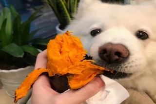 狗狗能吃生红薯吗，（狗狗能吃生红薯吗 泰迪）