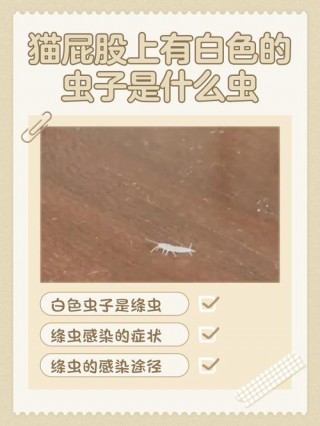 猫咪屁股有白色的虫子？猫咪屁股有白色的虫子吃啥药（最新）