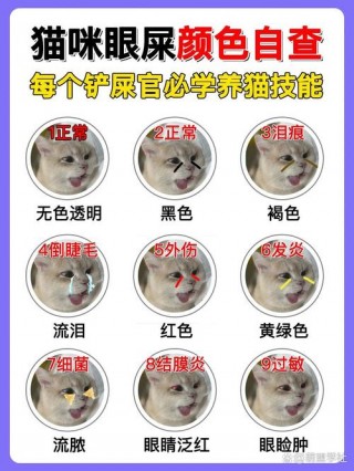 猫咪有眼屎正常吗，（猫有眼屎正常吗?）