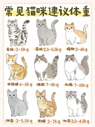 猫咪的正常体重，（猫咪的正常体重范围）