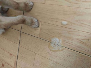 狗狗拉稀吐白沫怎么办，狗狗拉稀吐白沫怎么办啊？
