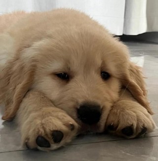 狗狗打喷嚏是怎么回事，（狗狗打喷嚏怎么回事是什么原因）