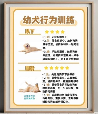 狗狗多大适合训练？狗狗多大训练好（最新）