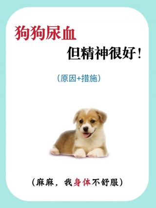 狗狗尿血是什么原因？狗狗小便带血是什么原因（最新）