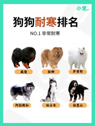 狗狗哪里最怕冷？狗狗哪里最怕疼（最新）