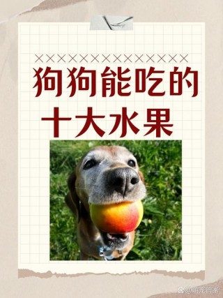 狗狗可以吃山竹吗？狗狗能吃山竹嘛（最新）