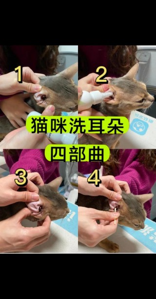 怎么给猫咪掏耳朵，（怎么帮猫咪掏耳朵）