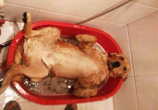 狗狗能天天洗澡吗，（狗狗能天天洗澡吗冬天）