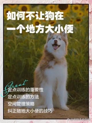 如何训练狗狗不在家大小便，（如何训练狗狗不在家里拉尿）