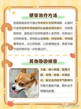 狗狗发烧不吃东西怎么办？狗狗发烧什么都不吃怎么办（最新）