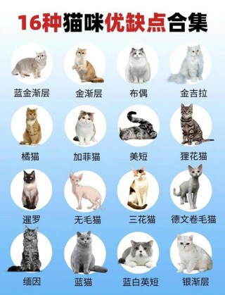 猫猫不可以吃什么，猫猫不可以吃什么蔬菜？