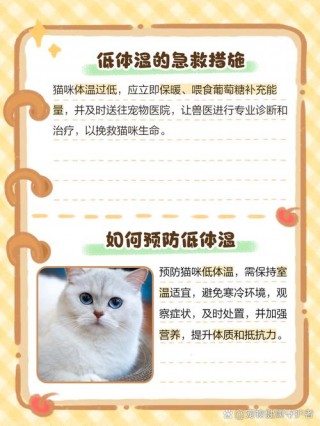 猫咪体温低怎么办，猫咪体温低有什么症状？