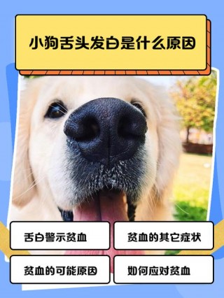 狗狗舌头发白怎么办，（狗狗舌头泛白）