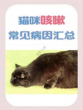 猫咪感冒了自己会好吗，（猫感冒了会自己痊愈吗）