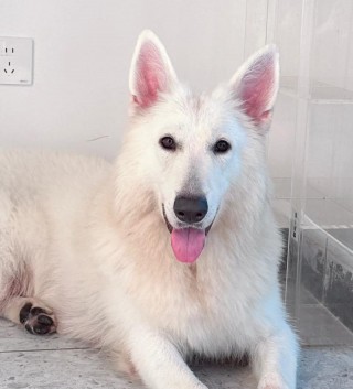 纯白色狗狗品种？纯白色狗狗品种有哪些（最新）