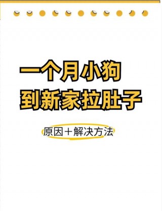 一个月狗狗拉稀怎么办，（一个月狗狗拉稀怎么办吃什么药）