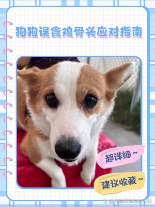 狗狗吃鸡骨头会化胎吗，狗吃鸡骨头能打胎吗？