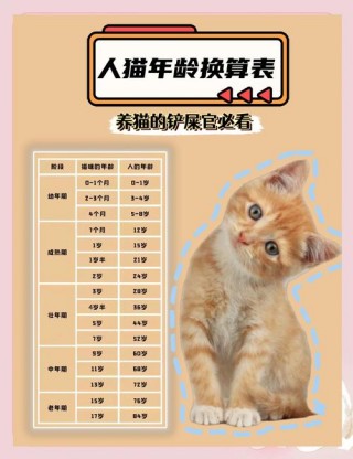 猫猫年龄对照表？猫 年龄表（最新）