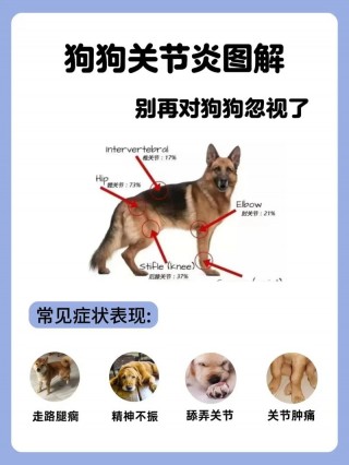 狗狗风湿的症状有哪些？狗狗风湿的症状有哪些图片（最新）