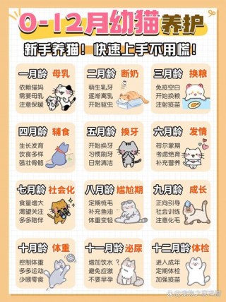 猫咪吃什么下奶？猫咪吃什么下奶多（最新）