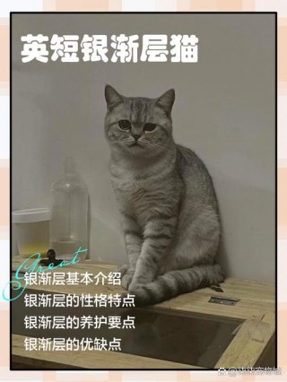猫咪几个月打针，猫多少个月打针？