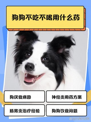 狗狗不肯吃药怎么办，（狗不肯吃药,有什么办法）